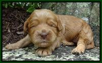 Mazie Blaze pups 2 wks old 111