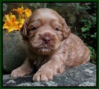 Mazie Blaze pups 3 wks old 141