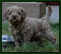 Mazie Blaze pups 5 wks old 1722