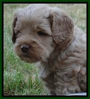 Mazie Blaze pups 5 wks old 1822