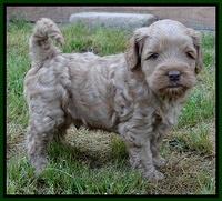 Mazie Blaze pups 5 wks old 1922