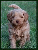 Mazie Blaze pups 6 wks old 191