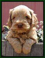 Mazie Blaze pups 6 wks old 201