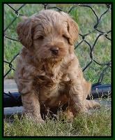 Mazie Blaze pups 6 wks old 211