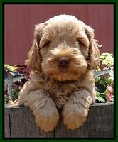 Mazie Blaze pups 6 wks old 221
