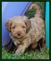 Mazie Blaze pups 6 wks old 231