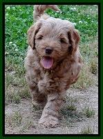 Mazie Blaze pups 7 weeks old 141