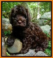 Little family: "Oscar"