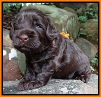 Mazie Blaze pups 3 wks old 181