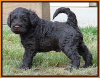 Mazie Blaze pups 5 wks old 2222