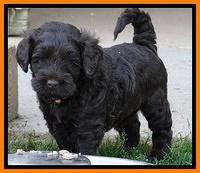 Mazie Blaze pups 5 wks old 23