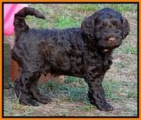 Mazie Blaze pups 6 wks old 241