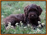 Mazie Blaze pups 7 weeks old 201