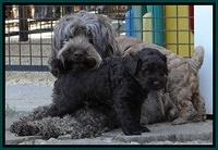 Mazie Blaze pups 5 wks old 2722