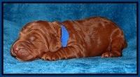 Dulcie Ruler pups 1 wk old 21