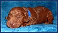 Dulcie Ruler pups 1 wk old 31