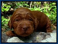 Dulcie Ruler pups 2 wks old 41