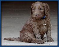 Dulcie Ruler pups 5 weeks old 21