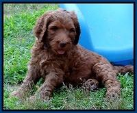Dulcie Ruler pups 6 wks old 11