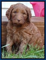 Dulcie Ruler pups 6 wks old 21