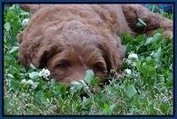 Dulcie Ruler pups 6 wks old 51