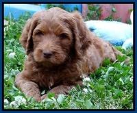 Dulcie Ruler pups 6 wks old 71