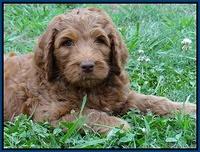 Dulcie Ruler pups 7 weeks old 161
