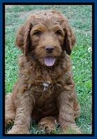 Dulcie Ruler pups 7 weeks old 181