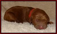 Dulcie Ruler pups 1 day old 31
