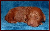 Dulcie Ruler pups 1 wk old 41