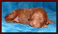 Dulcie Ruler pups 1 wk old 61