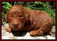 Dulcie Ruler pups 2 wks old 101