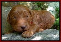 Dulcie Ruler pups 2 wks old 81