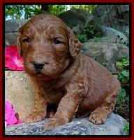 Dulcie Ruler pups 3 wks old 41