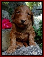 Dulcie Ruler pups 3 wks old 51