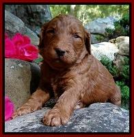 Dulcie Ruler pups 3 wks old 61