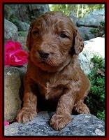 Dulcie Ruler pups 3 wks old 81