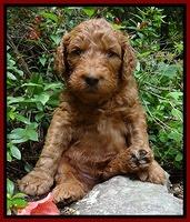 Dulcie Ruler pups 4 wks old 41