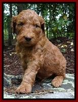 Dulcie Ruler pups 4 wks old 61