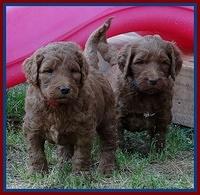 Dulcie Ruler pups 5 weeks old 51