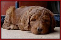 Dulcie Ruler pups 5 weeks old 81