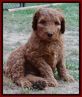 Dulcie Ruler pups 6 wks old 81