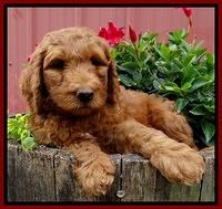 Dulcie Ruler pups 7 weeks old 191