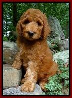 Dulcie Ruler pups 8 weeks old 5200