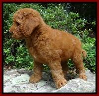 Dulcie Ruler pups 8 weeks old 7200