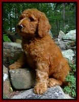 Dulcie Ruler pups 8 weeks old 8200