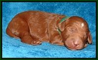 Dulcie Ruler pups 1 wk old 71