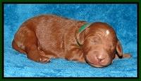 Dulcie Ruler pups 1 wk old 81