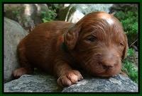 Dulcie Ruler pups 2 wks old 111