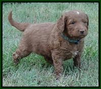 Dulcie Ruler pups 5 weeks old 131